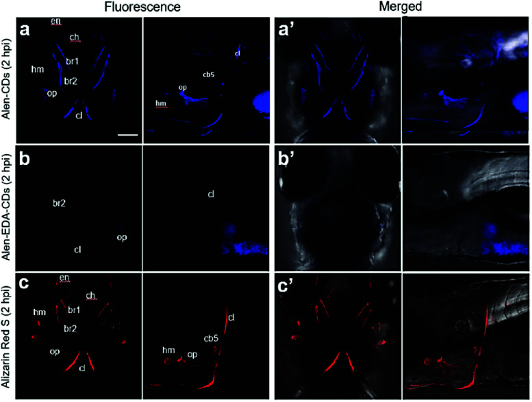 Fig. 7