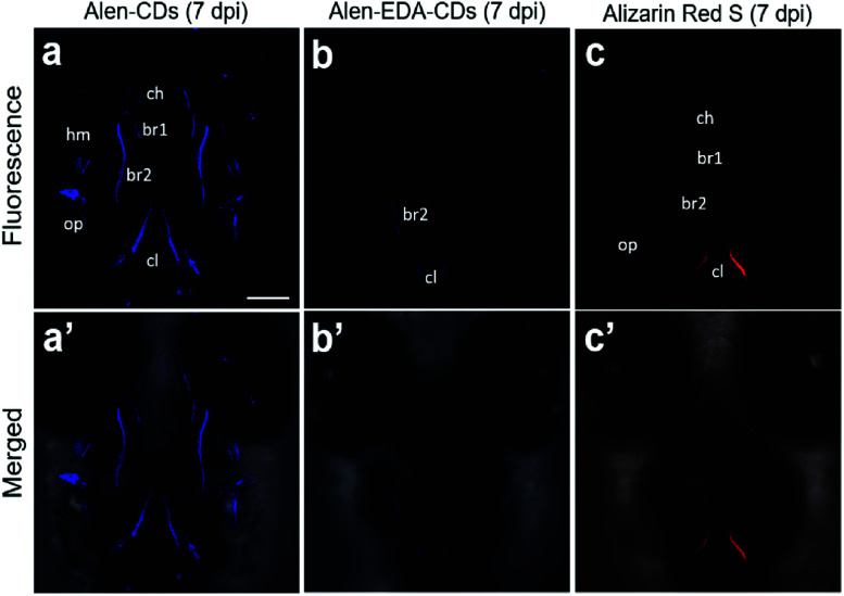 Fig. 8