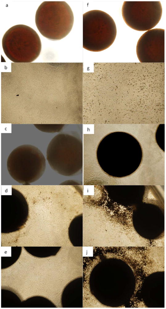 Fig. 13