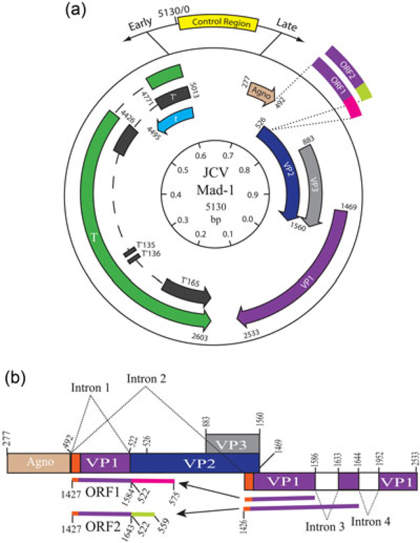 FIGURE 1