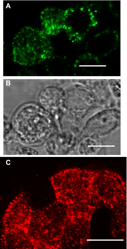 Fig. 3.