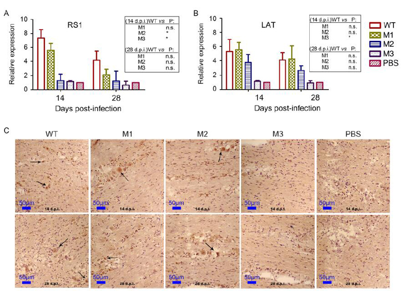 graphic file with name 12250_2017_3947_Fig1_HTML.jpg