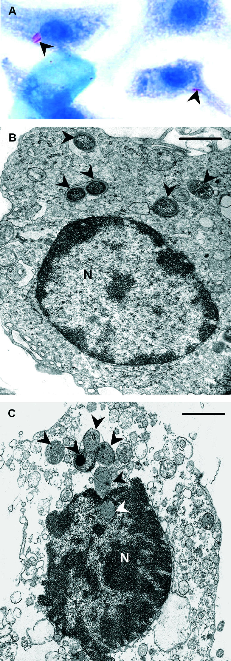 FIG. 3.