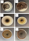 Figure 10