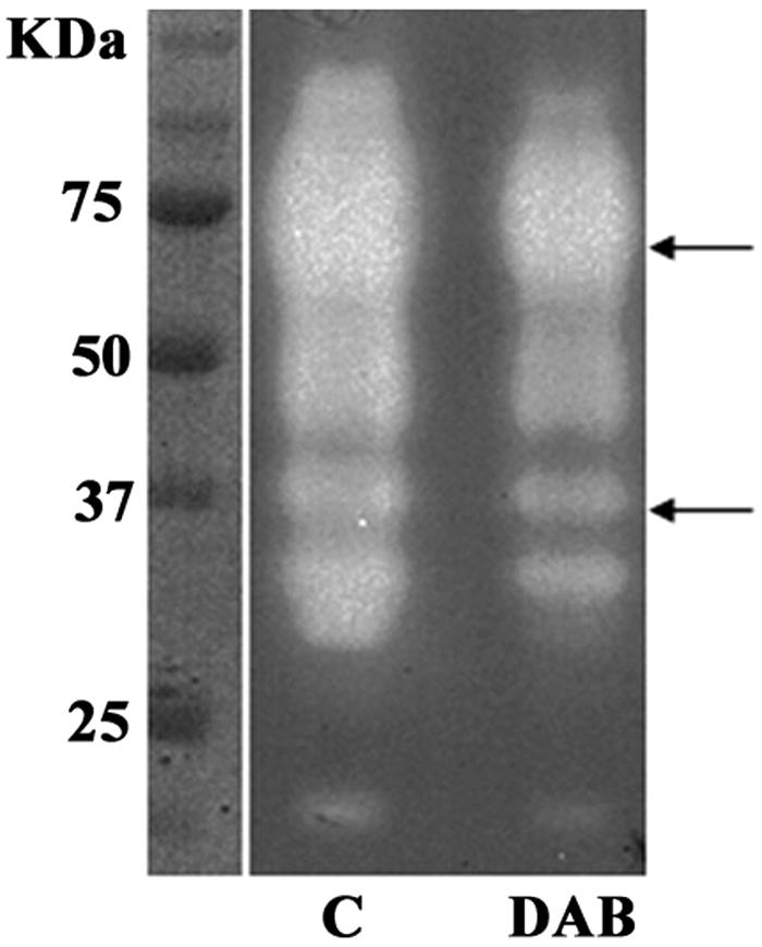 FIG. 8.