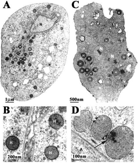 FIG. 2.