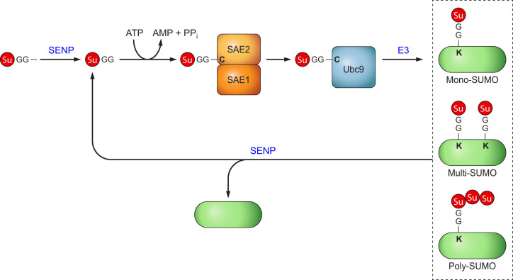 FIGURE 1.