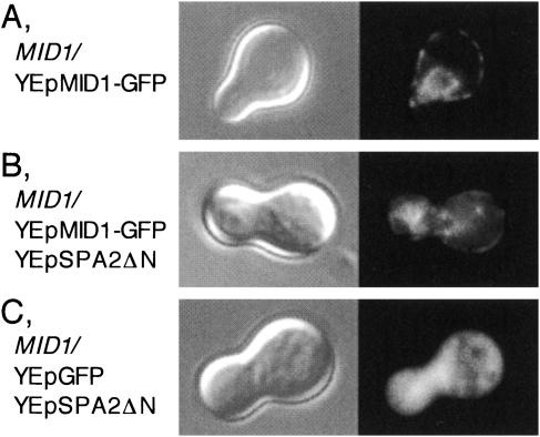 FIG. 8.