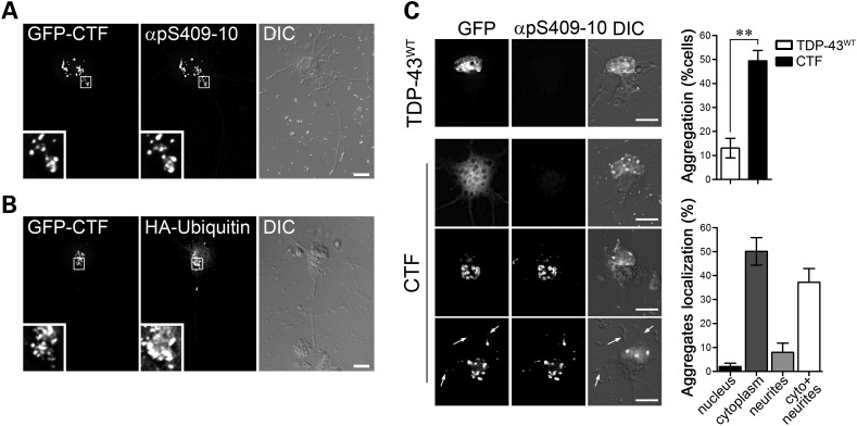 Figure 6.