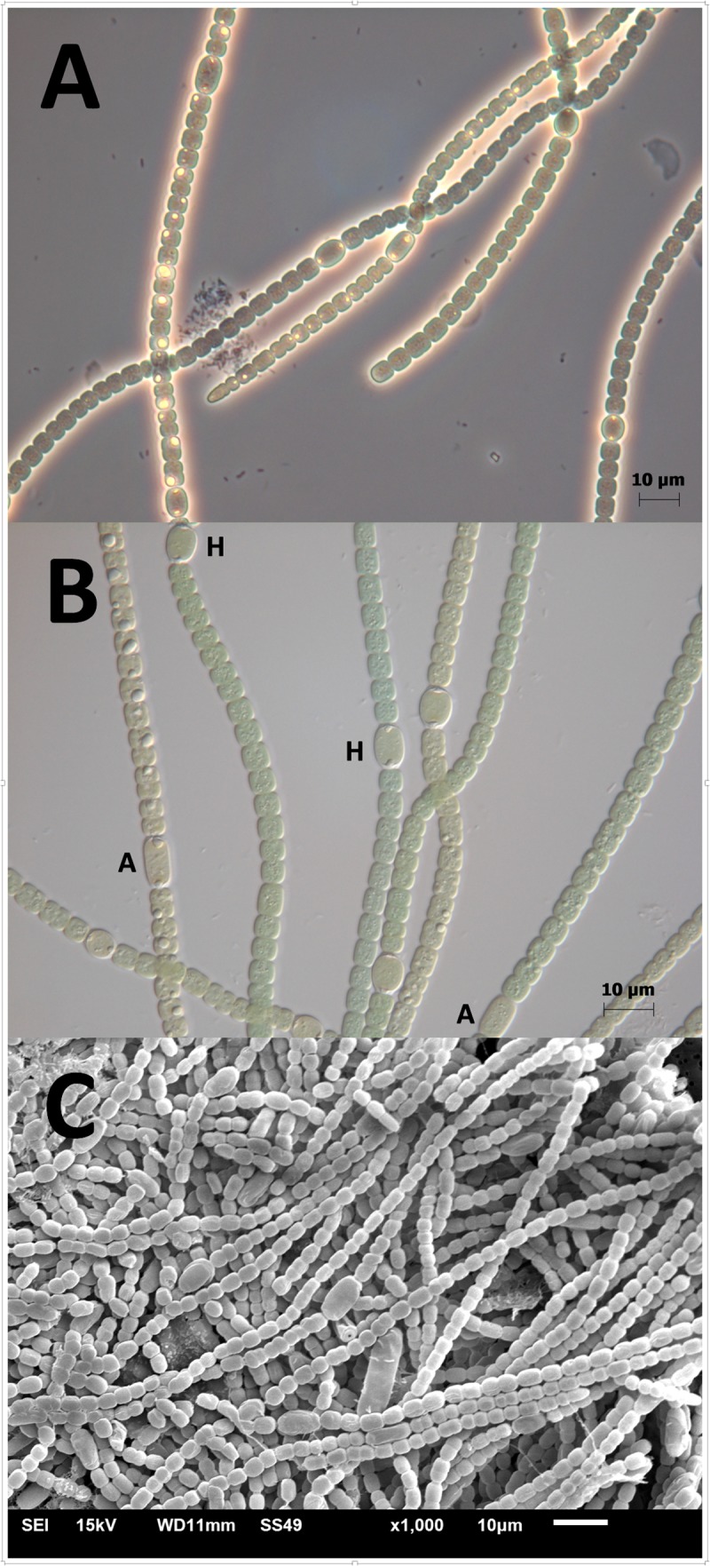 FIGURE 3