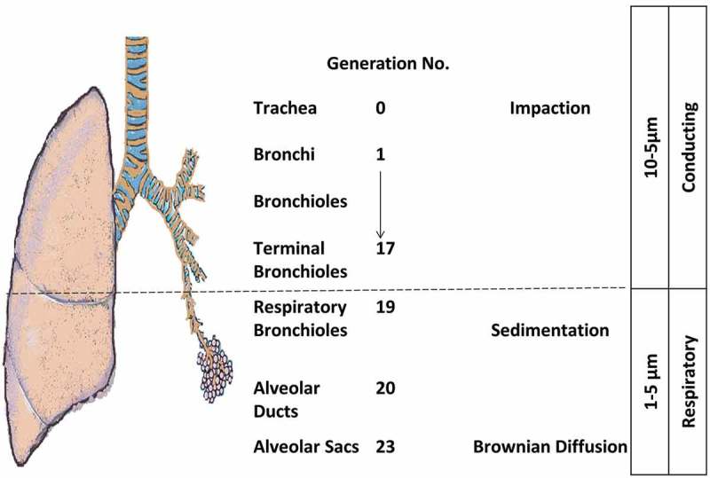 Figure 3B.