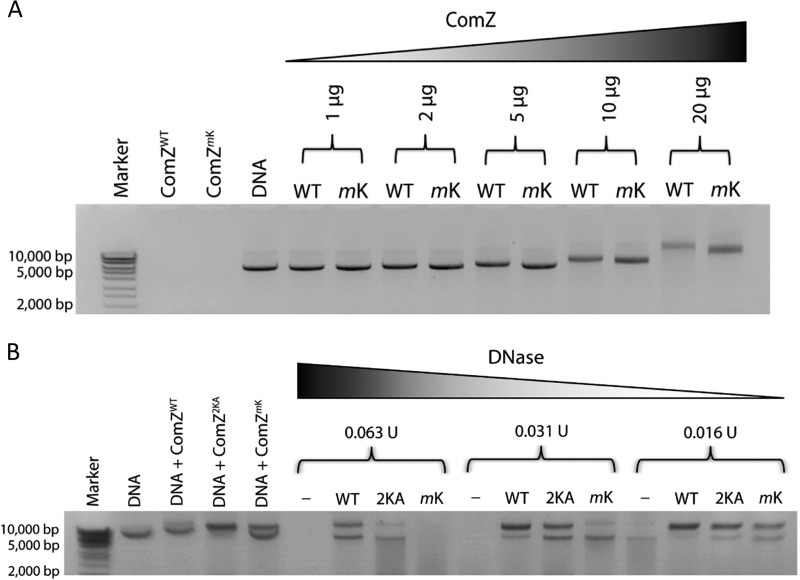 FIG 6