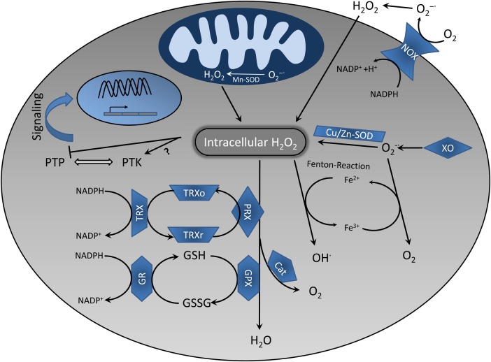 Fig. 2.