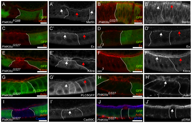 Fig. 3.