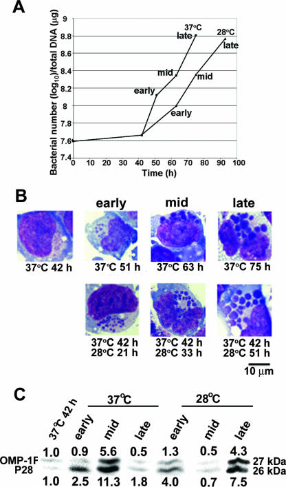 FIG. 6.