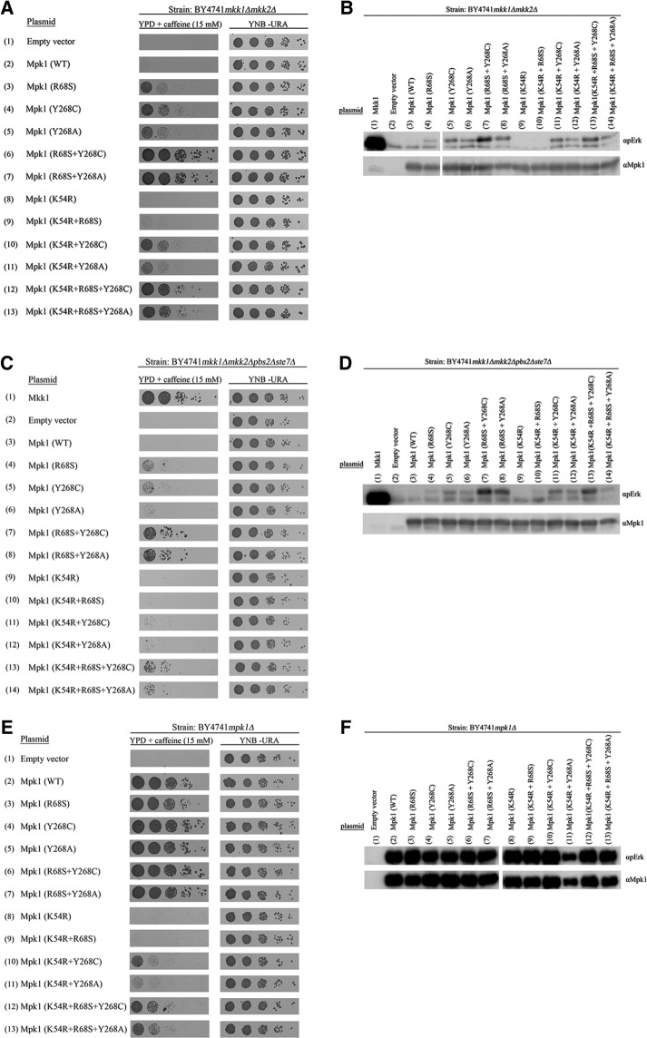 FIGURE 2: