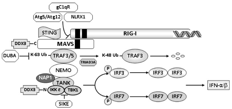 FIGURE 4