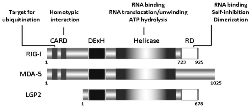 FIGURE 1