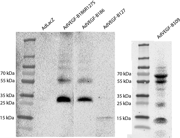 Figure 6