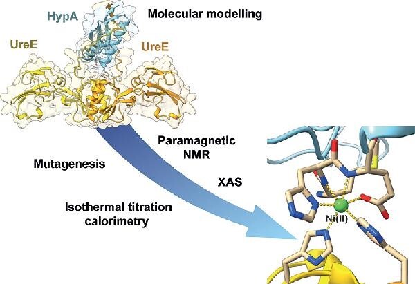 Graphical Abstract