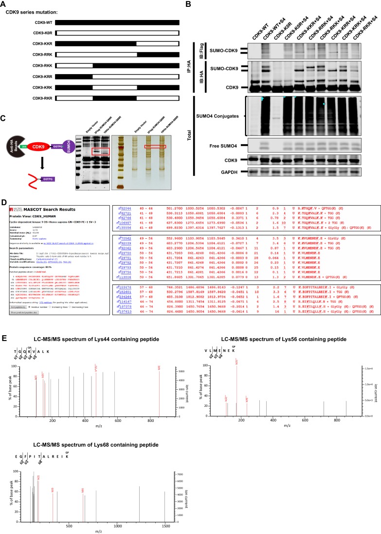 Figure 9—figure supplement 1.