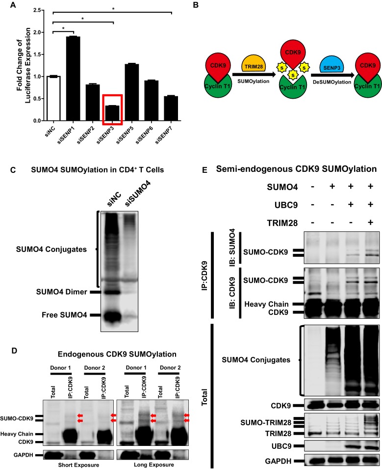 Figure 5—figure supplement 1.