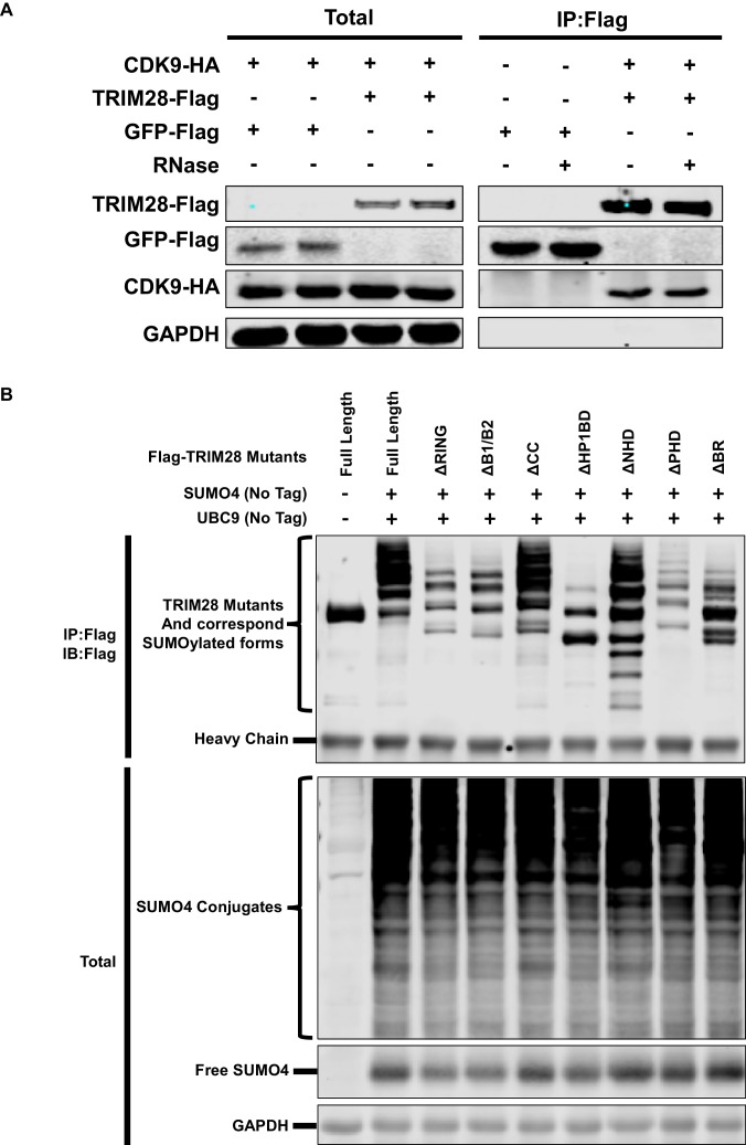 Figure 7—figure supplement 1.