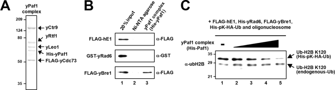 FIGURE 7.