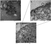 FIG 2