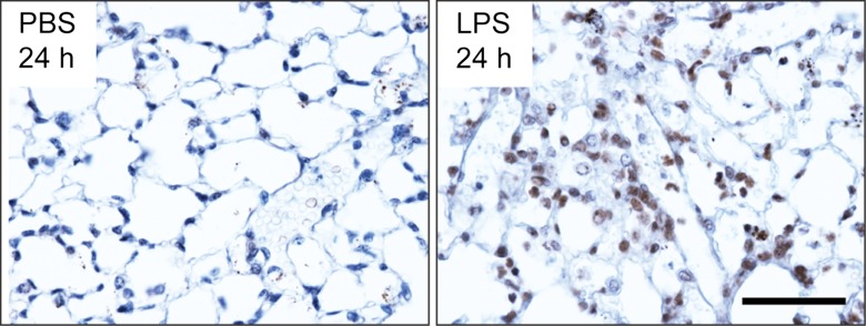 Figure 2a: