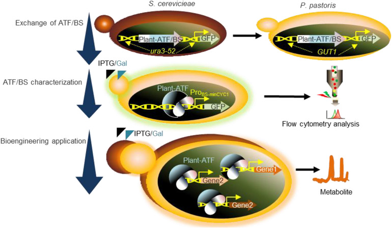 FIGURE 1