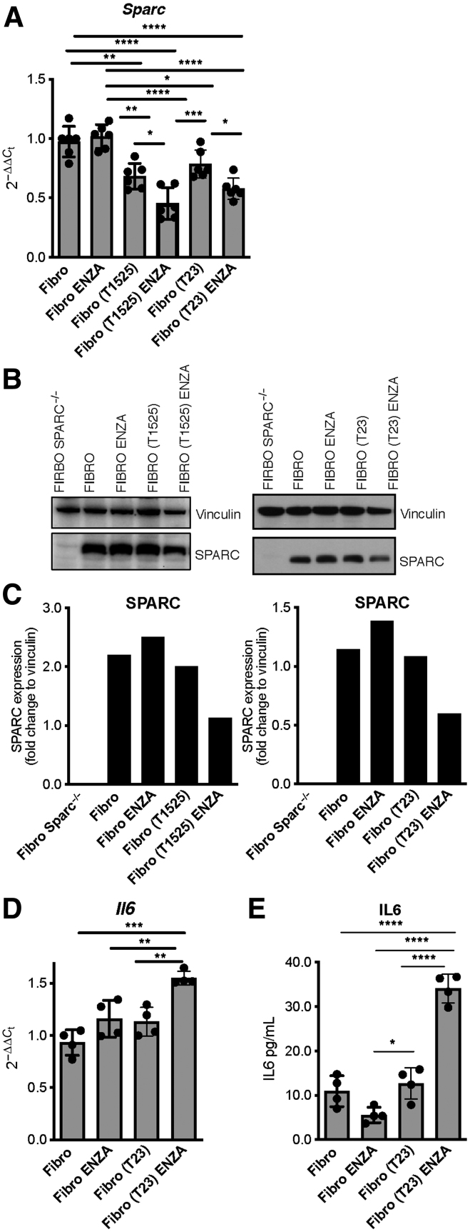 Figure 4. Interaction with tumor cells causes SPARC downregulation in fibroblasts. Fibroblasts were cocultured in 0.4-μm pore transwell system with T1525 or T23 cells (indicated in parentheses) and treated or not with enzalutamide (ENZA). A and B, After 48 hours, we measured SPARC expression in fibroblasts by real-time PCR (A) and Western blot analysis (B). C, Quantification of B. D and E, The Western blot analysis was validated twice. We also measured Il6 transcript in fibroblasts (D) and protein by ELISA on culture supernatants collected after 72 hours (E). A, D, and E, Data are a pool of three independent experiments. In all panels, histograms depict mean ± SD of biological replicates (represented by dots). One-way ANOVA followed by Tukey test or two-tailed Student t test: *, P < 0.05; **, P < 0.01; ***, P < 0.001; ****, P < 0.0001.