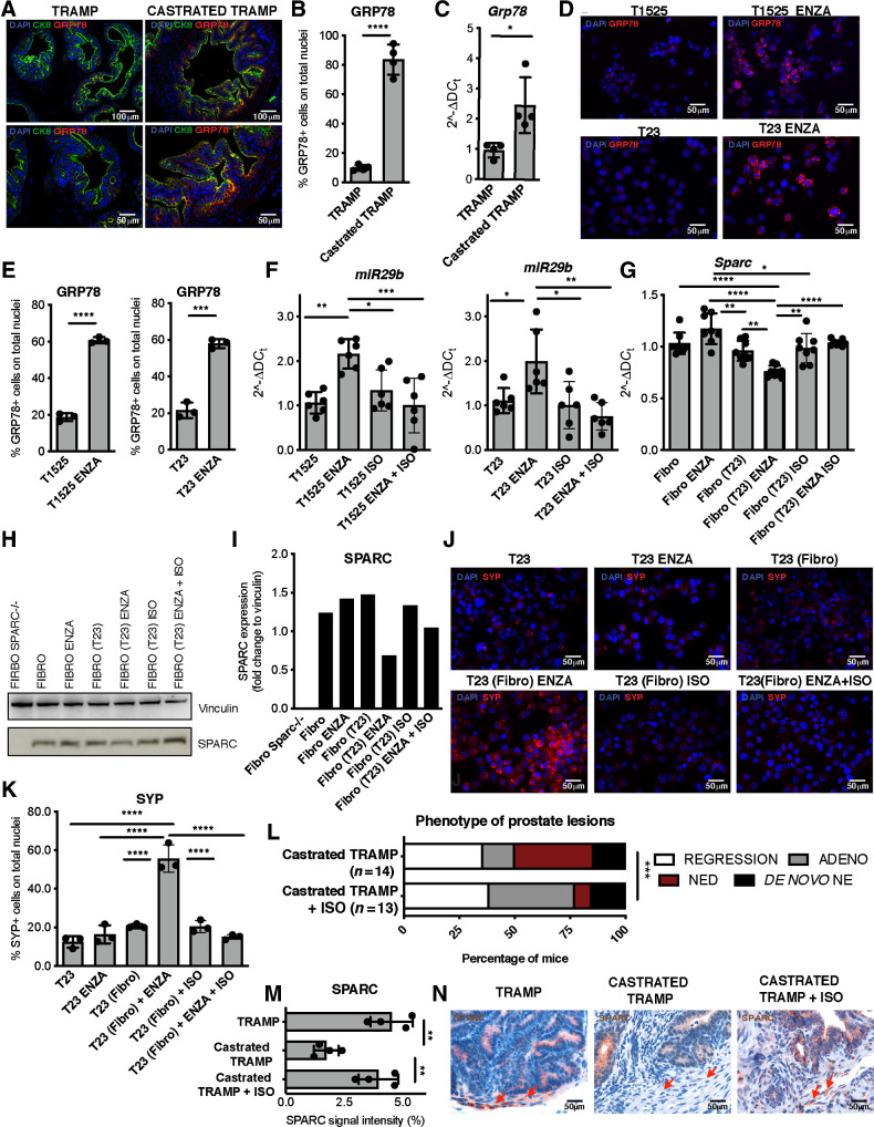 Figure 6. GRP78 inhibition reduces NED in castrated TRAMP mice. A, Representative immunofluorescence for GRP78 (red), CK8 (green), and DAPI (blue) on prostate tissues of TRAMP and castrated TRAMP mice. Top, magnification, ×200; bottom, magnification, ×400 of the same areas. B, Quantification of staining in A. Dots indicate biological replicates (n = 3/group). C, Real-time PCR for Hspa5 (GRP78) on luminal cells sorted from the prostates of untreated and castrated TRAMP mice. Dots indicate biological replicates (n = 3/group). D, Representative immunofluorescence for GRP78 (red) in T1525 or T23 tumor cells treated for 24 hours with enzalutamide (ENZA). Blue, DAPI. E, Quantification of staining in D. F, Real-time PCR for miR29b1 in T1525 or T23 cells, treated with enzalutamide (ISO) isoliquiritigenin, or their combination for 24 hours. G, Real-time PCR for Sparc on fibroblasts cocultured with T23 cells (indicated in parentheses) and treated with enzalutamide, isoliquiritigenin, or their combination. Cells were analyzed after 48 hours of culture. H, Western blot analysis for SPARC in fibroblasts treated as in G. Vinculin was used as internal control. The Western blot was validated twice. I, Quantification of G. J, T23 cells were cocultured in transwell system with fibroblasts (fibro, indicated in brackets) as in Fig. 2, also adding enzalutamide, isoliquiritigenin, or their combination. Pictures show representative immunofluorescence for SYP (red) on tumor cells. Blue, DAPI. K, Quantification of staining in J. F, G, and K, Data are a pool of at least two independent experiments. L, Relative percentage of prostatic lesions, scored as in Fig. 1, in 30-week-old TRAMP mice subjected to surgical castration at 20 weeks of age and left untreated (n = 14; the same cohort reported in Fig. 1A) or treated weekly with isoliquiritigenin (n = 13). Fisher test: ***, P < 0.001. M, Quantification of staining in N. Biological replicates are indicated by dots (n = 4/group). N, Representative IHC for SPARC on prostate of untreated TRAMP and castrated TRAMP mice, either untreated or not with ISO. Red arrows, stromal cells. In all panels, histograms depict mean ± SD of biological replicates (represented by dots). ANOVA followed by Tukey test: *, P < 0.05; **, P < 0.01; ***, P < 0.001; ****, P < 0.0001.