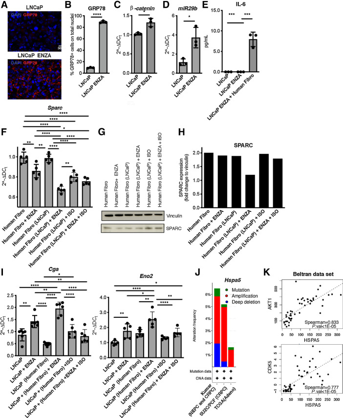 Figure 7. The tumor-GRP78/stroma–SPARC network in human NE prostate cancer. A, Representative immunofluorescence for GRP78 (red) in LNCaP tumor cells treated for 24 hours with enzalutamide (ENZA). Blue, DAPI. B, Quantification of staining in A, Experiment was repeated two times. C and D, Real-time PCR for β-catenin (Ctnbb1 gene; D) and miR29b1 (E) in LNCaP cells treated with enzalutamide for 8 or 24 hours, respectively. E, ELISA for IL6 in LNCaP cells treated for 24 hours with enzalutamide, alone or in coculture with human prostatic fibroblasts (the WPMY-1 cell line, indicated as Human Fibro). F, Real-time PCR for Sparc in human fibro cocultured or not with LNCaP cells (indicated in parentheses) and treated with enzalutamide, isoliquiritigenin, or their combination. Cells were analyzed after 48 hours of culture. G, Western blot analysis for SPARC in human fibro cultured as in F. Vinculin was used as internal control. The Western blot was validated twice. H, Quantification of G. I, Real-time PCR for Cga or Eno2 on LNCaP cells cocultured or not with human fibro (indicated in brackets) and treated with enzalutamide, isoliquiritigenin, or their combination. Cells were analyzed after 48 hours of culture. F and I, Data are a pool of three independent experiments. In all panels, histograms depict mean ± SD of biological replicates (represented by dots). Two-tailed Student t test or one-way ANOVA followed by Tukey test: *, P < 0.05; **, P < 0.01; ***, P < 0.001; ****, P < 0.0001. J, Mutation burden for Hspa5 gene (encoding for GRP78) in human prostate cancer, obtained on cBioportal analyzing data from the Kumar data set (NEPC and CRPC; ref. 36), the SU2C/PCF Dream Team data set of CRPC (35), and the TCGA. K, Spearman correlation between transcript levels of Hspa5 and Akt1 or Cdk5 in the Beltran data set of NEPC (6).