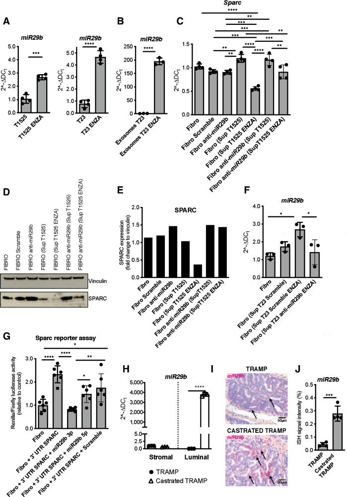 Figure 5. miR29b upregulation by enzalutamide-treated tumor cells causes SPARC downregulation in fibroblasts. A, Real-time PCR for miR29b1 in T1525 or T23 cells, treated or not with enzalutamide (ENZA) for 24 hours. B, Real-time PCR for miR29b1 in exosomes isolated from supernatants of T23 cells, treated as in A. Experiment was repeated twice. C–E, Fibroblasts were incubated for 48 hours with supernatants (ratio 1:1 with fresh DMEM) collected from either untreated or enzalutamide-treated T1525 cells (as shown in parentheses). Where indicated, we previously transfected fibroblasts with an anti-miRNA specific for miR-29b (anti-miR-29b), or with an unspecific sequence as negative control (scramble). We measured SPARC by real-time PCR (C) or Western blot analysis (D and E). Vinculin was used as internal control. The Western blot was validated twice. F, Fibroblasts were incubated with supernatants of enzalutamide–treated T23 cells that had been transfected with a negative control (scramble) or with anti-miR specific for miR29b. Histogram shows real-time PCR for miR29b1 in recipient fibroblasts. G, Histogram shows luciferase activity of fibroblasts that were transfected with a vector containing two luciferase reporter genes, followed by the 3′UTR region of Sparc. Transfection was made in presence or not of miRNA mimic specific for miR29b 3p or miR29b 5p. A–C, F, and G, Data are a pool of two independent experiments. H, Real-time PCR for miR29b1 on stromal and luminal cells sorted from the prostates of untreated and castrated TRAMP mice (n = 3 biological replicates/group). I, Representative pictures showing miR29b1 evaluation by BaseScope on prostate tissues of TRAMP and castrated TRAMP mice. Black arrows, positive cells. J, Quantification of staining in H (n = 4/group). In all panels, histograms depict mean ± SD of biological replicates (represented by dots). One-way ANOVA followed by Tukey test or two-tailed Student t test: *, P < 0.05; **, P < 0.01; ***, P < 0.001; ****, P < 0.0001.