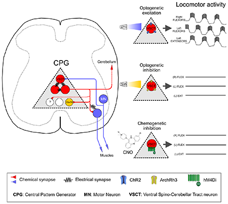 graphic file with name nihms-1765642-f0008.jpg