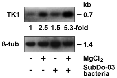 Figure 12