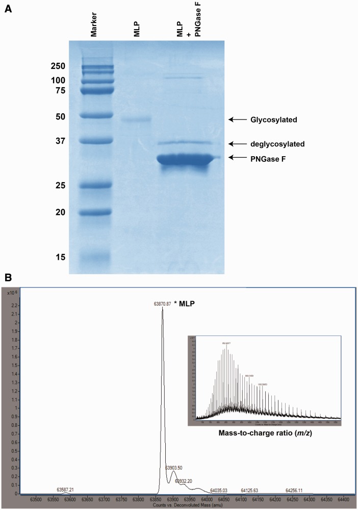 Fig. 7.—