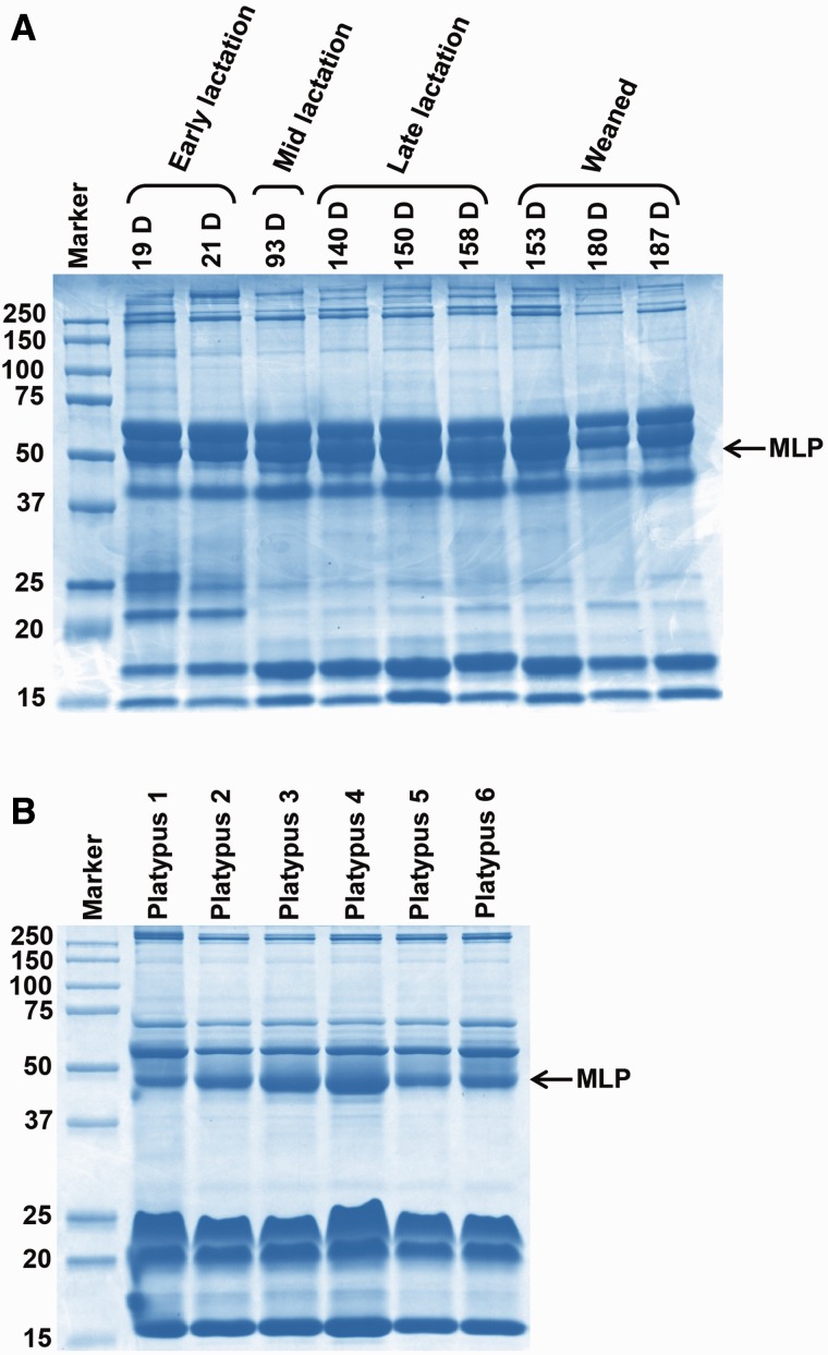 Fig. 3.—