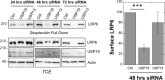 Figure 4—figure supplement 1.