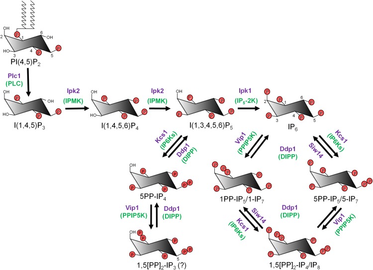 Figure 1: