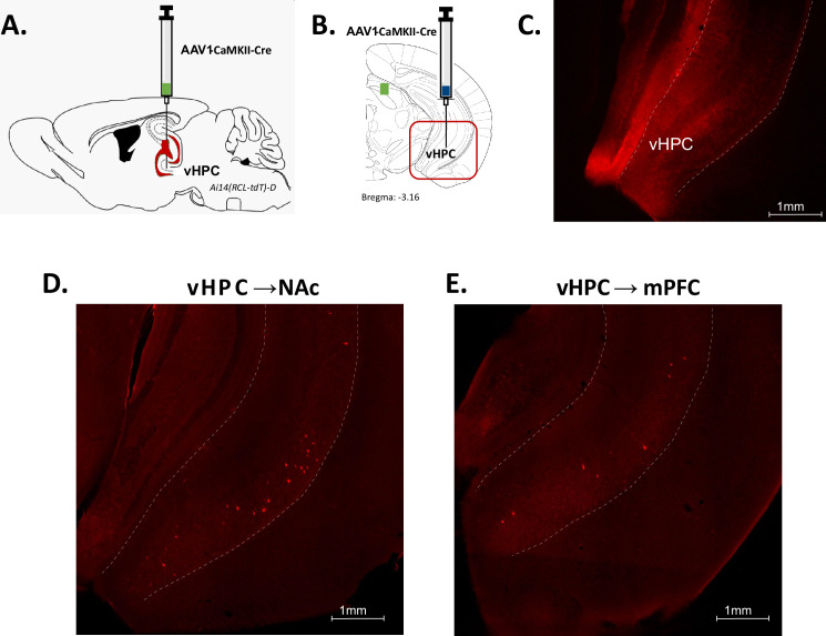 Figure 1—figure supplement 1.