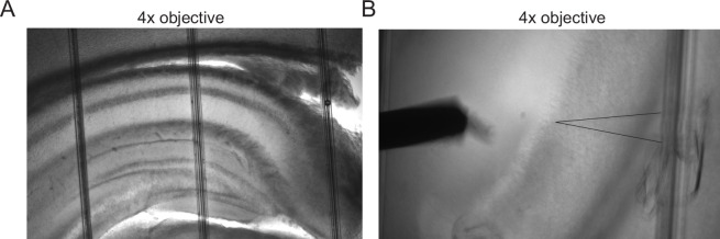 Figure 2—figure supplement 1.