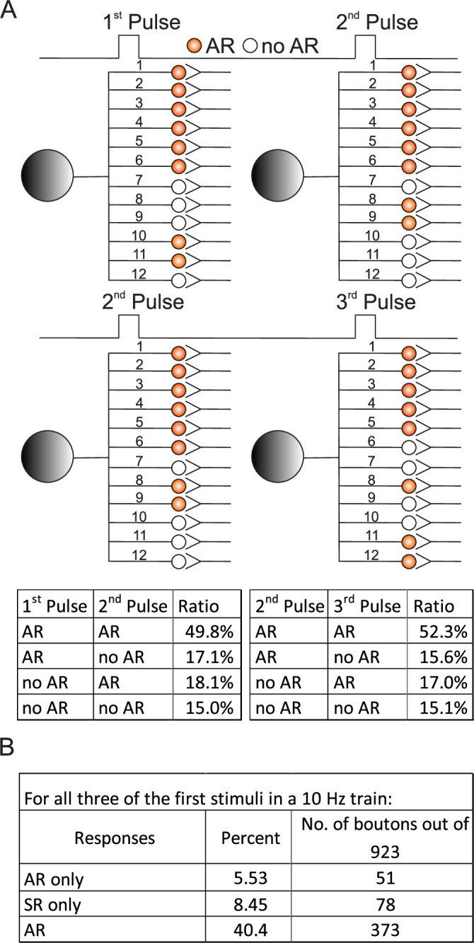 Figure 3—figure supplement 1.