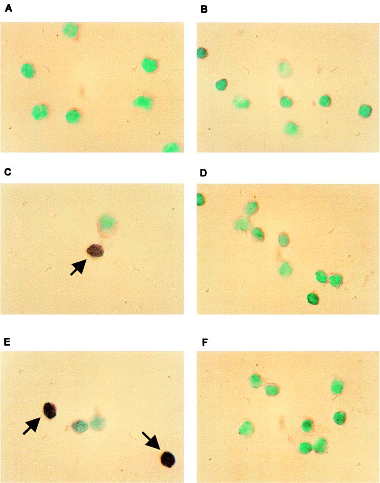 FIG. 8