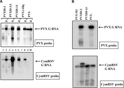 Figure 5.