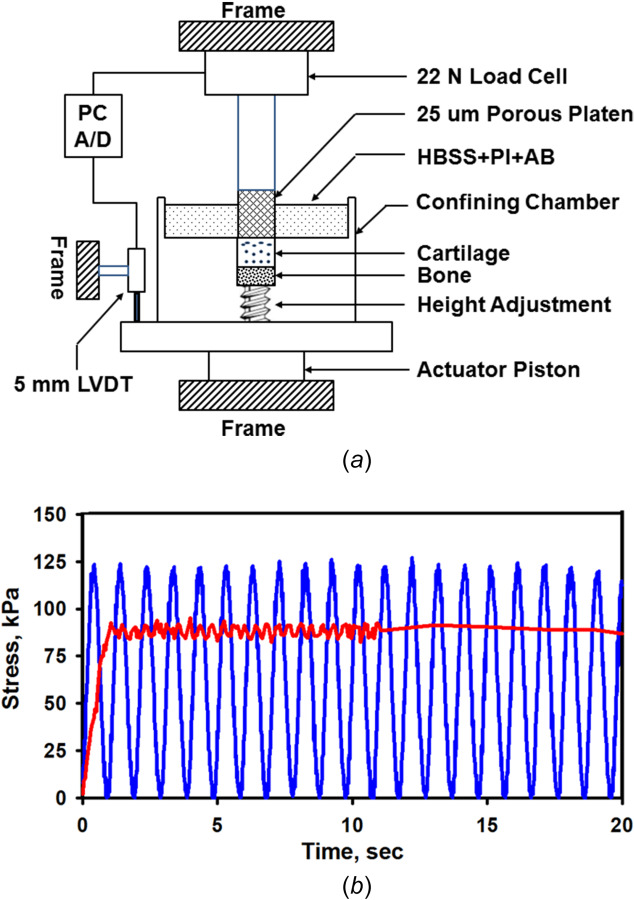 Mechanical confined creep test system for applying static and cyclic compressive loads: (a) osteochondral specimens are held in a confining chamber and the articular surface of the cartilage is loaded with a rigid porous platen and (b) the articular cartilage surface was loaded with a static (0.707 kg) or cyclic (1.0 kg at 1 Hz) load for 300 s (equivalent stresses of 88 kPa and 125 kPa, respectively), superimposed on a small constant tare load (∼1% of applied load). Shown are the static and cyclic applied stress waveforms (online version, red and blue, respectively) for one specimen (#28-05); static = 87.8±2.8 kPa and cyclic = 119.5±19.5 kPa (mean ± standard deviation).