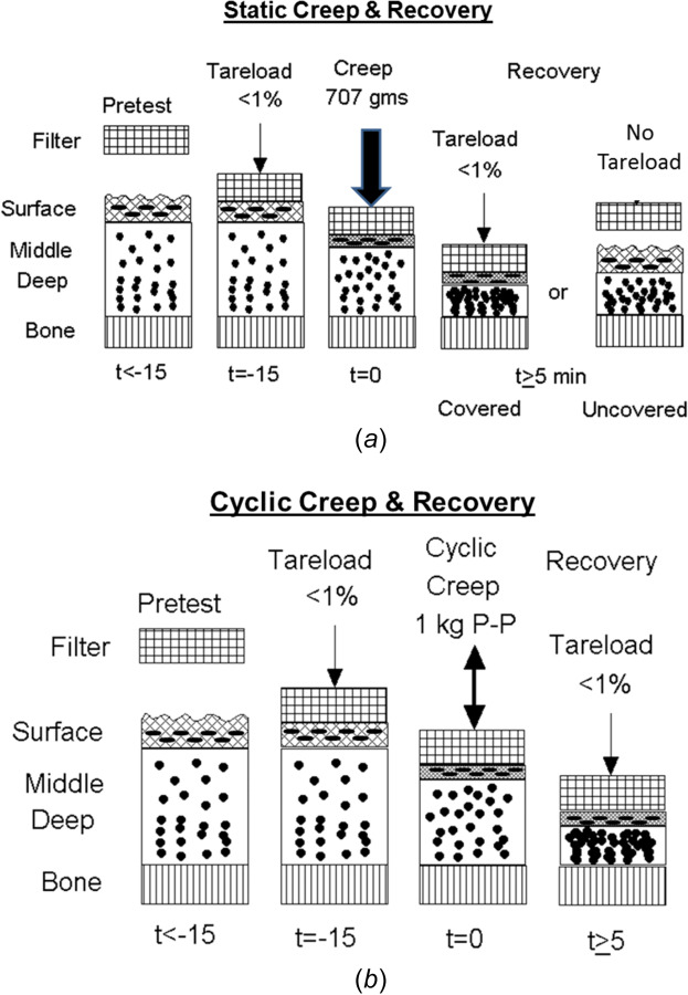 Protocols for (a) static and (b) cyclic creep loading, and unloading covered and uncovered recovery tests. Osteochondral specimens are unloaded for 15 min (pretest) and then loaded with a 1% tare load for an additional 15 min. (a) For static creep testing, a constant load is applied for 5 min, followed by either unloading the articular surface to the 1% tare load (covered recovery) or completely unloading the surface (uncovered recovery), both monitored until the cartilage recovers its initial thickness. (b) For cyclic creep testing, a sinusoidal cyclic load is applied for 5 min, followed by covered recovery.