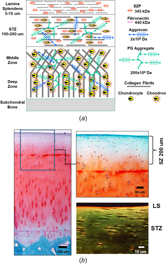 Schematic representation of the structure (composition, location, and orientation) of adult articular cartilage (not to scale; color version online): (a) diagram of articular cartilage illustrating different regions and components. The superficial zone (SZ, 10–20% of full thickness) is comprised of the LS and superficial tangential zone (STZ), with collagen and cells aligned parallel to the articular surface. Cells and collagen in the middle zone (MZ) are more randomly distributed, while in the deep zone (DZ) the collagen and cells are perpendicular to the articular surface. The SZ has the highest collagen and water contents and lowest proteoglycan content. (b) Microscopic histology of mature bovine knee cartilage (left and top right) stained with safarin-O for proteoglycan and fast-green for collagen (online, red and blue-green, respectively). Polarized light microscopy (bottom right) shows aligned collagen fibers in the SZ (LS and STZ). Cartilage thickness = 1.2 mm.