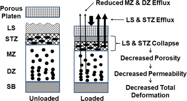 Schematic illustration of superficial zone (SZ) mechanical function. Loading the articular surface collapses the SZ (LS+STZ) as water is exuded, decreasing SZ porosity and permeability. This restricts interstitial fluid transport from the middle zone (DZ) and deep zone (DZ), thus decreasing extracellular matrix deformation.